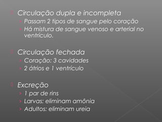  Circulação dupla e incompleta
› Passam 2 tipos de sangue pelo coração
› Há mistura de sangue venoso e arterial no
ventrículo.
 Circulação fechada
› Coração: 3 cavidades
› 2 átrios e 1 ventrículo
 Excreção
› 1 par de rins
› Larvas: eliminam amônia
› Adultos: eliminam ureia
 
