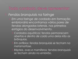  Fendas branquiais na faringe
› Em uma faringe de cordado em formação
embrionária encontramos vários pares de
fendas alongadas laterais, nos primeiros
estágios do desenvolvimento.
 Cordados aquáticos: fendas permanecem
abertas e dentro de cada uma delas irão as
brânquias.
 Em anfíbios: fendas branquiais se fecham na
metamorfose.
 Répteis, aves e mamíferos: fendas branquiais
se fecham ainda no embrião.
 