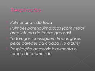 Pulmonar a vida toda
 Pulmões parenquimatosos (com maior
área interna de trocas gasosas)
 Tartarugas: conseguem trocas gases
pelas paredes da cloaca (10 a 20%)
 (respiração acessória): aumenta o
tempo de submersão
 