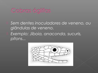  Sem dentes inoculadores de veneno, ou
glândulas de veneno.
 Exemplo: Jiboia, anaconda, sucuris,
pítons...
 