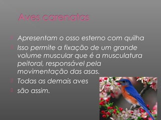  Apresentam o osso esterno com quilha
 Isso permite a fixação de um grande
volume muscular que é a musculatura
peitoral, responsável pela
movimentação das asas.
 Todas as demais aves
 são assim.
 