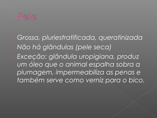  Grossa, pluriestratificada, queratinizada
 Não há glândulas (pele seca)
 Exceção: glândula uropigiana, produz
um óleo que o animal espalha sobra a
plumagem, impermeabiliza as penas e
também serve como verniz para o bico.
 