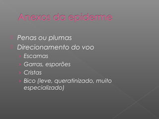  Penas ou plumas
 Direcionamento do voo
› Escamas
› Garras, esporões
› Cristas
› Bico (leve, queratinizado, muito
especializado)
 