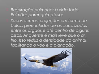  Respiração pulmonar a vida toda.
Pulmões parenquimatosos
 Sacos aéreos: projeções em forma de
bolsas preenchidas de ar. Localizadas
entre os órgãos e até dentro de alguns
ossos. Ar quente é mais leve que o ar
frio. Isso reduz a densidade do animal
facilitando o voo e a planação.
 