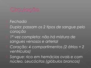  Fechada
 Dupla: passam os 2 tipos de sangue pelo
coração
 1ª vez completa: não há mistura de
sangues venosos e arterial
 Coração: 4 compartimentos (2 átrios + 2
ventrículos)
 Sangue: rico em hemácias ovais e com
núcleo. Leucócitos (glóbulos brancos)
 