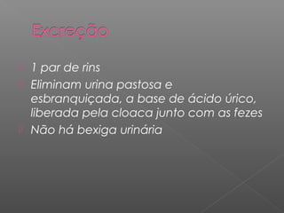  1 par de rins
 Eliminam urina pastosa e
esbranquiçada, a base de ácido úrico,
liberada pela cloaca junto com as fezes
 Não há bexiga urinária
 