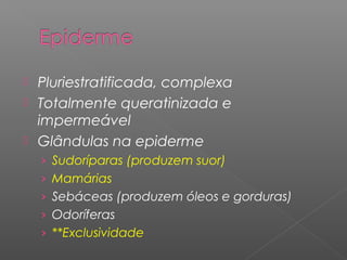  Pluriestratificada, complexa
 Totalmente queratinizada e
impermeável
 Glândulas na epiderme
› Sudoríparas (produzem suor)
› Mamárias
› Sebáceas (produzem óleos e gorduras)
› Odoríferas
› **Exclusividade
 