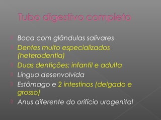  Boca com glândulas salivares
 Dentes muito especializados
(heterodentia)
 Duas dentições: infantil e adulta
 Língua desenvolvida
 Estômago e 2 intestinos (delgado e
grosso)
 Anus diferente do orifício urogenital
 