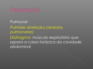  Pulmonar
 Pulmões alvelados (alvéolos
pulmonares)
 Diafragma: músculo respiratório que
separa a caixa torácica da cavidade
abdominal
 