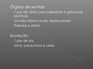  Órgãos de sentido
› 1 par de olhos com pálpebras e glândulas
lacrimais
› Ouvido interno muito desenvolvido
› Paladar e olfato
 Excreção:
› 1 par de rins
› Urina: predomina a ureia
 