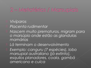  Vivíparos
 Placenta rudimentar
 Nascem muito prematuros, migram para
o marsúpio onde estão as glandulas
mamárias
 Lá terminam o desenvolvimento
 Exemplo: canguru (7 espécies), lobo
marsupial australiano (já extinto),
esquilos planadores, coala, gambá
americano e cuíca
 