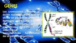 GENES
Los cromosoma contiene el
ácido nucleico (ADN) que se
divide en pequeñas unidades
llamadas genes los cuales
son los portadores de los
caracteres hereditarios y
determinan las
características hereditarias
de la célula u organismo.
 