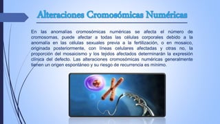 En las anomalías cromosómicas numéricas se afecta el número de
cromosomas, puede afectar a todas las células corporales debido a la
anomalía en las células sexuales previa a la fertilización, o en mosaico,
originada posteriormente, con líneas celulares afectadas y otras no, la
proporción del mosaicismo y los tejidos afectados determinarán la expresión
clínica del defecto. Las alteraciones cromosómicas numéricas generalmente
tienen un origen espontáneo y su riesgo de recurrencia es mínimo.
 