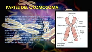 PARTES DEL CROMOSOMA
Los cromosomas están formados por 2 cadenas
de ADN repetidas que se mantienen unidas, es
por ello que en un cromosoma se caracteriza por
2 partes que son idénticas y reciben el nombre de
cromáticas que se unen por una región
condensada llamada centrómero y debido a la
posición del mismo permite clasificar a los
cromosomas, no obstante cuando el núcleo de
cadenas están en división poseen pares de
cadenas duplicadas que forman los cromosomas.
El centrómero fracciona a las cromátidas en dos
partes que se designan brazos.
 