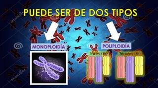 MONOPLOIDÍA POLIPLOIDÍA
 