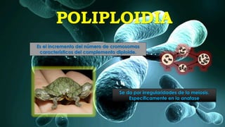 POLIPLOIDIA
Es el incremento del número de cromosomas
característicos del complemento diploide.
Se da por irregularidades de la meiosis.
Específicamente en la anafase
 