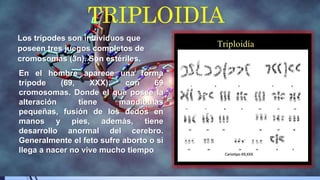 TRIPLOIDIA
Los trípodes son individuos que
poseen tres juegos completos de
cromosomas (3n). Son estériles.
En el hombre aparece una forma
trípode (69, XXX), con 69
cromosomas. Donde el que posee la
alteración tiene mandíbulas
pequeñas, fusión de los dedos en
manos y pies, además, tiene
desarrollo anormal del cerebro.
Generalmente el feto sufre aborto o si
llega a nacer no vive mucho tiempo
 