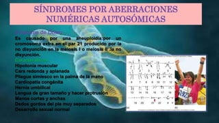 SÍNDROMES POR ABERRACIONES
NUMÉRICAS AUTOSÓMICAS
Síndrome de Down
Es causado por una aneuploidía:por un
cromosoma extra en el par 21 producido por la
no disyunción en la meiosis I o meiosis II .la no
disyunción.
Características :
Hipotonía muscular
Cara redonda y aplanada
Pliegue simiesco en la palma de la mano
Cardiopatía congénita
Hernia umbilical
Lengua de gran tamaño y hacer protrusión
Manos cortas y anchas
Dedos gordos del pie muy separados
Desarrollo sexual normal
 