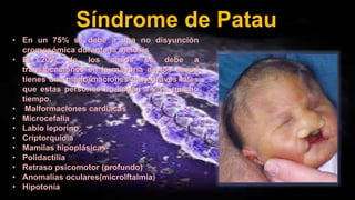 Síndrome de Patau
• En un 75% se debe a una no disyunción
cromosómica durante la meiosis
• El 20% de los casos se debe a
translocaciones en la mayoría de los casos
tienes una malformaciones muy graves tales
que estas personas no llegan a vivir mucho
tiempo.
• Malformaciones cardiacas
• Microcefalia
• Labio leporino
• Criptorquidia
• Mamilas hipoplásicas
• Polidactilia
• Retraso psicomotor (profundo)
• Anomalías oculares(microlftalmia)
• Hipotonía
 