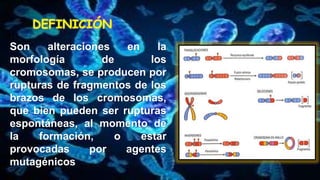DEFINICIÓN
Son alteraciones en la
morfología de los
cromosomas, se producen por
rupturas de fragmentos de los
brazos de los cromosomas,
que bien pueden ser rupturas
espontáneas, al momento de
la formación, o estar
provocadas por agentes
mutagénicos
 