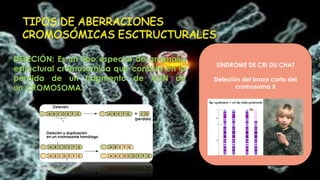 TIPOS DE ABERRACIONES
CROMOSÓMICAS ESCTRUCTURALES
DELECIÓN: Es un tipo especial de anomalía
estructural cromosómica que consiste en la
pérdida de un fragmento de ADN de
un CROMOSOMA.
SÍNDROME DE CRI DU CHAT
Deleción del brazo corto del
cromosoma 5
 