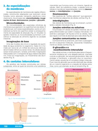 BIOLOGIA190
Fig. 4 – Interdigitações e desmossomos.Fig. 2 – As microvilosidades. Fig. 3 – Invaginações de base.
3. As especializações
da membrana
As especializações da membrana são regiões diferen-
ciadas, constituindo adaptações que executam várias
funções, como: absorção, transporte, aderência e reco-
nhecimento. As principais são: microvilosidades, invagi-
nações de base, desmossomos, junções e glicocálix.
Microvilosidades
As microvilosidades são expansões cilíndricas da
membrana que aparecem na superfície livre da célula. É
evidente que, com essas especializações, ocorre um con-
siderável aumento da superfície celular e consequente-
mente da capacidade de absorção (Fig. 2). Situadas no
epitélio intestinal, as microvilosidades aumentam a efi-
ciência na absorção do alimento digerido na cavidade
intestinal.
Invaginações de base
Uma das funções dos rins é a regulação da quanti-
dade de água existente no organismo. Cada rim é for-
mado por cerca de um milhão de estruturas idênticas
denominadas néfrons ou canais renais. As células desses
canais renais possuem, na base, profundas invaginações
relacionadas com o transporte de água reabsorvida pelos
rins. Entre as invaginações, as mitocôndrias são abun-
dantes (Fig. 3).
4. Os contatos intercelulares
Os epitélios são tecidos constituídos por células
justapostas, entre as quais se encontra uma substância
intercelular que funciona como um cimento, ligando as
células. Além da substância citada, a adesão entre as
células é mantida por especializações, como os desmos-
somos, as interdigitações e as junções.
Desmossomos
São espécies de “botões adesivos” que aparecem
nas membranas adjacentes de células vizinhas (Fig. 4).
Interdigitações
São dobras da membrana que se encaixam, aumen-
tando a adesão intercelular (Fig. 4).
Junções estreitas ou oclusivas
Encontradas em células do epitélio intestinal, são re-
giões diferenciadas que vedam o espaço intercelular, im-
pedindo a passagem de líquidos entre as células, fator
que regula o controle de absorção para cada célula (Fig. 5).
Junções comunicantes ou nexos
Contrariamente às anteriores, permitem a passagem
de íons e pequenas moléculas, associando metabolica-
mente as células vizinhas (Fig. 5).
O glicocálix e o
reconhecimento intercelular
Nas células animais, a membrana plasmática é frequen-
temente recoberta por uma delgada película, chamada
cutícula ou glicocálix, de natureza glicoproteica. Além de
proteger a membrana, o glicocálix atua no reconheci-
mento celular, através de um complexo código molecular.
É por meio do glicocálix que se dá a distinção das células
de um mesmo organismo e a rejeição de células estra-
nhas, como, por exemplo, as de um enxerto (Fig. 6).
Fig. 5 – Os tipos de junções. Fig. 6 – O glicocálix.
C1_1A_Biologia_2013_Keli 10/09/12 12:28 Page 190
 
