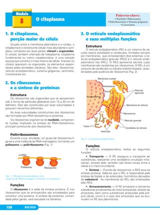 BIOLOGIA198
1. O citoplasma,
porção maior da célula
Situado entre a membrana plasmática e o núcleo, o
citoplasma é o constituinte celular mais abundante e com-
plexo, composto por duas partes: citosol e organoides.
O citosol, também chamado de hialoplasma, citoplasma
fundamental ou matriz citoplasmática, é uma solução
aquosa que constitui o meio interno da célula. Imersos no
citosol, aparecem os organoides, os elementos respon-
sáveis pelas atividades celulares. São eles: ribossomos,
retículo endoplasmático, sistema golgiense, centríolos,
mitocôndrias etc.
2. Os ribossomos
e a síntese de proteínas
Estrutura
Os ribossomos são organoides que se apresentam
sob a forma de partículas globulares com 15 a 20 nm de
diâmetro. Eles são constituídos por duas subunidades e
possuem tamanhos diferentes.
As duas subunidades constituintes dos ribossomos
são formadas por RNA-ribossômico e proteínas.
Os ribossomos originam-se do nucléolo, componen-
te nuclear implicado na síntese do RNA-ribossômico,
principal constituinte dos ribossomos.
Polirribossomos
Durante a sua atividade, um grupo de ribossomos li-
ga-se a uma molécula de RNA-mensageiro, formando um
polissomo ou polirribossomo (Fig. 1).
Fig. 1 – Ribossomos associados a uma
molécula de RNA-mensageiro, formando um polissomo.
Funções
O ribossomo é a sede da síntese proteica. É nos
ribossomos que os aminoácidos são encadeados para
constituir uma proteína. A síntese de proteínas, coman-
dada pelos genes, será estudada na Genética.
3. O retículo endoplasmático
e suas múltiplas funções
Estrutura
O retículo endoplasmático (RE) é um sistema de sá-
culos (sacos achatados) e canalículos, limitados sempre
por membranas, que compreendem dois sistemas: o re-
tículo endoplasmático granular (REG) e o retículo endo-
plasmático liso (REL). O REG apresenta sáculos cujas
membranas são recobertas por ribossomos. O REL é um
conjunto de canalículos ou túbulos anastomosados, carac-
terizados pela ausência de ribossomos (Fig. 2).
Fig. 2 – O retículo endoplasmático.
Funções
O retículo endoplasmático realiza as seguintes
funções:
• Transporte — O RE assegura o transporte de
substâncias, realizando uma verdadeira circulação intra-
celular; através dele, também são feitas trocas entre a
célula e o meio circundante.
• Síntese — Provido de ribossomos, o REG atua na
síntese proteica. Sabe-se que o REL é responsável pela
síntese de lípides e de esteroides, hormônios derivados
do colesterol. As membranas do REL são sintetizadas
pelo REG.
• Armazenamento — O RE armazena e concentra
substâncias provenientes do meio extracelular, através da
pinocitose, bem como substâncias produzidas pela pró-
pria célula, como é o caso dos anticorpos que se acu-
mulam no RE dos plasmócitos.
8 O citoplasma • Nucléolo • Ribossomos
• Polirribossomos • Sistema golgiense
• Lisossomos
C1_1A_Biologia_2013_Keli 10/09/12 12:28 Page 198
 