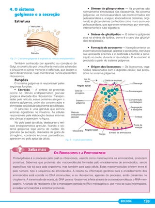 BIOLOGIA 199
4. O sistema
golgiense e a secreção
Estrutura
Também conhecido por aparelho ou complexo de
Golgi, é constituído por uma pilha de vesículas achatadas
e circulares e outras menores e esféricas, que brotam a
partir das primeiras. Suas membranas nunca apresentam
ribossomos.
Funções
O sistema golgiense é responsável pelas
seguintes funções:
• Secreção — A síntese de proteínas
ocorre no retículo endoplasmático granular
graças à atividade dos ribossomos. Transpor-
tadas pelo retículo, essas proteínas atingem o
sistema golgiense, onde são concentradas e
eliminadas pela célula sob a forma de secreção.
O pâncreas é uma glândula que elimina
enzimas digestórias no intestino. As células
responsáveis pela elaboração dessas enzimas
são cônicas e aparecem na figura.
No polo basal da célula, destaca-se o retí-
culo endoplasmático granular, ficando o sis-
tema golgiense logo acima do núcleo. Os
grânulos de secreção, chamados de grãos de
zimogênio, contendo enzimas pancreáticas,
aparecem no polo apical da célula.
• Síntese de glicoproteínas — As proteínas são
normalmente sintetizadas nos ribossomos. No sistema
golgiense, os monossacarídeos são transformados em
polissacarídeos e, a seguir, associados às proteínas, origi-
nando as glicoproteínas conhecidas como muco ou muco-
polissacarídeos, que aparecem revestindo, por exemplo,
internamente o tubo digestório.
• Síntese de glicolipídios — O sistema golgiense
atua na síntese de lipídios, como é o caso dos glicolipí-
dios do glicocálix.
• Formação do acrossomo — Na região anterior do
espermatozoide (cabeça), aparece o acrossomo, estrutura
que apresenta enzimas e é destinada a facilitar a pene-
tração no óvulo, durante a fecundação. O acrossomo é
produzido a partir do sistema golgiense.
• Origem dos lisossomos — Os lisossomos, orga-
noides relacionados com a digestão celular, são produ-
zidos no sistema golgiense.
Fig. 3 – O sistema golgiense é originado do retículo endoplasmático.
OS RIBOSSOMOS E A PROTEOGÊNESE
Proteogênese é o processo pelo qual os ribossomos, usando como matéria-prima os aminoácidos, produzem
proteínas. Sabemos que proteínas são macromoléculas formadas pelo encadeamento de aminoácidos, sendo
específicas não só para cada organismo, mas também para cada célula. Estas macromoléculas diferem entre si
pelo número, tipo e sequência de aminoácidos. A receita ou informação genética para o encadeamento dos
aminoácidos está contida no DNA intranuclear, e os ribossomos, agentes do processo, estão presentes no
citoplasma. A transmissão da receita, do DNA para os ribossomos, é feita através de outra macromolécula, o RNA-men-
sageiro. A função do ribossomo é ler a mensagem contida no RNA-mensageiro e, por meio de suas informações,
encadear aminoácidos e sintetizar proteínas.
Saiba mais??
Fig. 4 – A célula pancreática.
C1_1A_Biologia_2013_Keli 10/09/12 12:28 Page 199
 
