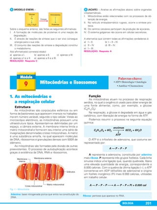 BIOLOGIA 201
ᕥ(MODELO ENEM) –
Sobre o esquema anterior, são feitas as seguintes afirmativas:
I. A formação de moléculas de proteínas é uma reação de
degradação.
II. É através de reações de síntese que o ser vivo consegue
energia para a sua vida.
III. O conjunto das reações de síntese e degradação constitui
o metabolismo.
A(s) afirmativa(s) correta(s) é(são):
a) apenas a I. b) apenas a II. c) apenas a III.
d) apenas a I e a II. e) apenas a II e a III.
ᕦ(ACAFE) – Analise as afirmações abaixo sobre organelas
citoplasmáticas.
I. Mitocôndrias estão relacionadas com os processos de ob-
tenção de energia.
II. No retículo endoplasmático rugoso, ocorre a síntese pro-
teica.
III. Os centros celulares participam da produção de açúcares.
IV. O sistema golgiense não ocorre em células secretoras.
A alternativa que contém todas as afirmações verdadeiras é:
a) I – II. b) I – II – IV.
c) II – IV. d) III – IV.
e) I – III.
RESOLUÇÃO: Resposta: C
RESOLUÇÃO: Resposta: A
1. As mitocôndrias e
a respiração celular
Estrutura
As mitocôndrias são corpúsculos esféricos ou em
forma de bastonetes que aparecem imersos no hialoplas-
ma em número variável, segundo o tipo celular. Vistas ao
microscópio eletrônico, as mitocôndrias possuem uma
ultraestrutura típica. Apresentam-se delimitadas por um
espaço, a câmara externa. A membrana interna limita a
matriz mitocondrial e forma em seu interior uma série de
invaginações denominadas cristas mitocondriais. A matriz
é uma substância amorfa, na qual aparecem moléculas
de DNA, ribossomos e granulações densas com 500Å de
diâmetro.
As mitocôndrias são formadas pela divisão de outras
preexistentes. O processo de autoduplicação acontece
graças à existência de DNA, RNA e ribossomos.
Fig. 1 – Mitocôndria.
Função
As mitocôndrias atuam no processo de respiração
aeróbia, no qual o oxigênio é usado para obter energia de
uma fonte alimentar, como, por exemplo, a glicose
(C6H12O6).
Na respiração, a glicose é degradada em água e gás
carbônico, com liberação de energia na forma de ATP.
Podemos resumir o processo na seguinte equação
química:
O ATP é o trifosfato de adenosina, que costuma ser
representado por:
A representa a adenosina, constituída por adenina
mais ribose. P representa três grupos fosfatos. Cada linha
sinuosa indica uma ligação que, quando quebrada, libera
uma elevada quantidade de energia, correspondente a
8.000 calorias. Com a quebra da última ligação (~), o ATP
converte-se em ADP (difosfato de adenosina) e origina
um fosfato inorgânico (Pi) mais 8.000 calorias, utilizadas
em trabalho celular.
A — P ~ P ~ P ⎯→ A — P ~ P + Pi + 8.000 cal
A — P ~ P ~ P
enzimas
C6H12O6 + 6O2 ⎯⎯⎯→ 6CO2 + 6H2O↓
ATP
9 Mitocôndrias e lisossomos • ATP • Heterofagia • Autofagia
• Autólise • Clasmocitose
Adenina: base nitrogenada púrica que entra na constituição do
DNA.
Ribose: pentose que aparece no RNA.
C1_1A_Biologia_2013_Keli 10/09/12 12:28 Page 201
 