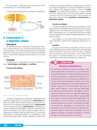 BIOLOGIA202
Por outro lado, o ADP pode ser convertido em ATP,
na presença de Pi e de 8.000 calorias.
A figura abaixo esquematiza o processo respiratório.
Fig. 2 – O processo respiratório.
2. Lisossomos e
a digestão celular
Estrutura
Os lisossomos são corpúsculos geralmente esféri-
cos, constituídos por uma membrana que envolve enzi-
mas hidrolíticas. A membrana lisossômica não é atacada
pelas enzimas que envolve. Tal fato se deve à existência
de um revestimento glicoproteico protetor em sua face
interna.
Funções
O lisossomo é responsável por três funções celu-
lares: heterofágica, autofágica e autolítica.
Função heterofágica
Fig. 3 – Lisossomo – função heterofágica.
Consiste na digestão de partículas englobadas pela
célula por fagocitose ou pinocitose. Os lisossomos re-
cém-formados, denominados lisossomos primários, fun-
dem-se com as vesículas de fagocitose ou fagossomos
e com as de pinocitose ou pinossomos, resultando um
vacúolo digestório heterofágico, também chamado lisos-
somo secundário. No interior deste vacúolo, dá-se a
digestão do material ingerido pela célula. Os produtos
resultantes da digestão passam ao citoplasma e são
aproveitados pela célula. Após a digestão, podem per-
manecer no vacúolo digestório resíduos que resistiram
ao processo digestório. Ao vacúolo digestório que con-
tém material não digerido dá-se o nome de corpo
residual. Circulando pelo citoplasma, o corpo residual
entra em contato com a membrana da célula, funde-se
com ela e elimina os produtos para o meio externo. Tal
processo é denominado exocitose, clasmocitose ou
defecação celular.
Função autofágica
Consiste na digestão de estruturas celulares. A auto-
fagia caracteriza-se pelo aparecimento de vacúolos auto-
fagossômicos, contendo estruturas celulares, mitocôn-
drias, cloroplastos etc. As membranas de tais vacúolos
seriam originadas no retículo endoplasmático liso ou com-
plexo de Golgi.
A autofagia é um processo de renovação das estru-
turas celulares, substituindo organelas velhas por no-
vas.
Autólise
A ruptura da membrana lisossômica liberta as enzi-
mas hidrolíticas que provocam digestão e desintegração
celular (autólise). Isso ocorre, por exemplo, na regres-
são da cauda dos girinos durante a sua metamorfose
em sapos. A autólise também é um dos processos
responsáveis pela desintegração dos cadáveres.
DOENÇAS LISOSSÔMICAS
As doenças lisossômicas estão associadas a ano-
malias pertinentes à membrana ou ao conteúdo enzi-
mático dos lisossomos. Para exemplificar, citaremos
as pneumoconioses e a doença de Pompe. As pri-
meiras são comuns em indivíduos que trabalham em
minas, sendo caracterizadas por lesões pulmonares
causadoras de dispneias, ou seja, dificuldades respi-
ratórias. Quando os mineiros inalam partículas de
silício, berilo, estanho e zinco, elas são fagocitadas
por células conhecidas como macrófagos. Os lisos-
somos primários se unem aos vacúolos digestórios,
originando os lisossomos secundários, cujas paredes
se rompem por ação das partículas fagocitadas. Os
macrófagos morrem e liberam suas enzimas que
causam as lesões pulmonares. Na doença de Pompe,
há acúmulo de glicogênio nos lisossomos, que
aumentam de volume. Clinicamente, a doença carac-
teriza-se, desde o nascimento do indivíduo, por uma
dispneia associada a problemas cardíacos. A morte
acontece ao final do primeiro ano de vida.
Saiba mais??
C1_1A_Biologia_2013_Keli 10/09/12 12:28 Page 202
 