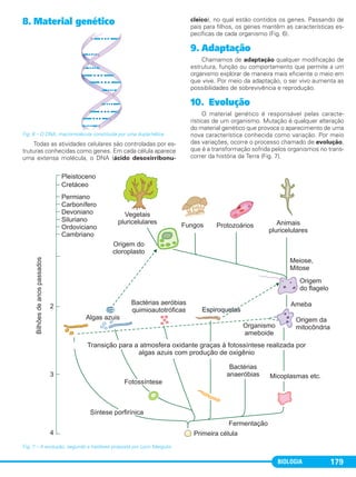 Fig. 7 – A evolução, segundo a hipótese proposta por Lynn Margulis.
8. Material genético
Fig. 6 – O DNA, macromolécula constituída por uma dupla-hélice.
Todas as atividades celulares são controladas por es-
truturas conhecidas como genes. Em cada célula aparece
uma extensa molécula, o DNA (ácido desoxirribonu-
cleico), no qual estão contidos os genes. Passando de
pais para filhos, os genes mantêm as características es-
pecíficas de cada organismo (Fig. 6).
9. Adaptação
Chamamos de adaptação qualquer modificação de
estrutura, função ou comportamento que permite a um
organismo explorar de maneira mais eficiente o meio em
que vive. Por meio da adaptação, o ser vivo aumenta as
possibilidades de sobrevivência e reprodução.
10. Evolução
O material genético é responsável pelas caracte-
rísticas de um organismo. Mutação é qualquer alteração
do material genético que provoca o aparecimento de uma
nova característica conhecida como variação. Por meio
das variações, ocorre o processo chamado de evolução,
que é a transformação sofrida pelos organismos no trans-
correr da história da Terra (Fig. 7).
BIOLOGIA 179
C1_1A_Biologia_2013_Keli 10/09/12 12:27 Page 179
 