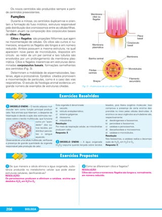 BIOLOGIA206
Os novos centríolos são produzidos sempre a partir
de centríolos preexistentes.
Funções
Durante a mitose, os centríolos duplicam-se e orien-
tam a formação do fuso mitótico, estrutura responsável
pela distribuição dos cromossomos entre as células-filhas.
Também atuam na composição dos corpúsculos basais
de cílios e flagelos.
Cílios e flagelos: são projeções filiformes que agem
na movimentação de células. Os cílios são curtos e nu-
merosos, enquanto os flagelos são longos e em número
reduzido. Ambos possuem a mesma estrutura, na qual
aparecem nove pares de microtúbulos, dispostos em
círculo ao redor de um par central e tais túbulos são
envolvidos por um prolongamento da membrana plas-
mática. Cílios e flagelos inserem-se em estruturas deno-
minadas corpúsculos basais, formações semelhantes
aos centríolos (Fig. 3).
Determinam a mobilidade de espermatozoides, bac-
térias, algas e protozoários. Epitélios ciliados promovem
a movimentação de partículas, como é o caso das vias
respiratórias. O estudo da fisiologia animal evidencia um
grande número de exemplos de estruturas ciliadas. Fig. 3 – A estrutura de um cílio e flagelo.
ᕡ(MODELO ENEM) – O tecido adiposo mul-
tilocular tem como função principal produzir
calor. Nos animais que hibernam, o despertar da
hibernação é devido à ação dos estímulos ner-
vosos sobre o tecido multilocular, que funciona
como um “acen-
dedor” dos ou-
tros tecidos, por
distribuir para es-
tes o sangue
aquecido.
Observando-se uma célula multilocular, verifica-se
a presença de grande quantidade da organela
responsável pela produção de calor.
Esta organela é denominada
a) vacúolo.
b) retículo endoplasmático.
c) sistema golgiense.
d) ribossomo.
e) mitocôndria.
Resolução
Por meio da respiração celular, as mitocôndrias
produzem calor.
Resposta: E
ᕢ(MODELO ENEM) – A água oxigenada
(H2O2) espuma quando lançada sobre tecidos
lesados, pois libera oxigênio molecular. Isso
comprova a presença de certa enzima des-
prendida no meio pelas células destruídas. A
enzima e os seus orgânulos acumuladores são,
respectivamente:
a) desidrogenase e lisossomos.
b) peroxidase e lisossomos.
c) catalase e peroxissomos.
d) descarboxilase e microssomos.
e) catalase e microtúbulos.
Resolução
Nos lisossomos, a catalase realiza a decompo-
sição de H2O2 em H2O e O2.
Resposta: C
ᕡDe que maneira a célula elimina a água oxigenada, subs-
tância produzida no metabolismo celular que pode atacar
estruturas celulares, danificando-as?
ᕢComo se diferenciam cílios e flagelos?
RESOLUÇÃO:
Cílios são curtos e numerosos; flagelos são longos e, normalmente,
em número reduzido.RESOLUÇÃO:
Os peroxissomos produzem e eliminam a catalase, enzima que
desdobra H2O2 em H2O e O2.
C1_1A_Biologia_2013_Keli 10/09/12 12:28 Page 206
 