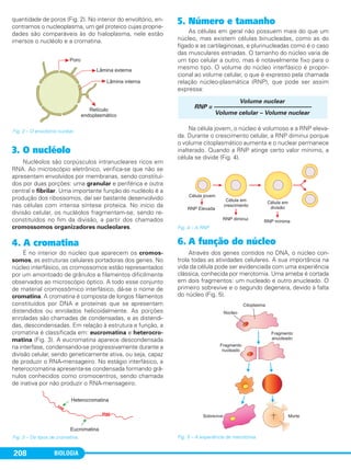 BIOLOGIA208
quantidade de poros (Fig. 2). No interior do envoltório, en-
contramos o nucleoplasma, um gel proteico cujas proprie-
dades são comparáveis às do hialoplasma, nele estão
imersos o nucléolo e a cromatina.
3. O nucléolo
Nucléolos são corpúsculos intranucleares ricos em
RNA. Ao microscópio eletrônico, verifica-se que não se
apresentam envolvidos por membranas, sendo constituí-
dos por duas porções: uma granular e periférica e outra
central e fibrilar. Uma importante função do nucléolo é a
produção dos ribossomos, daí ser bastante desenvolvido
nas células com intensa síntese proteica. No início da
divisão celular, os nucléolos fragmentam-se, sendo re-
constituídos no fim da divisão, a partir dos chamados
cromossomos organizadores nucleolares.
4. A cromatina
É no interior do núcleo que aparecem os cromos-
somos, as estruturas celulares portadoras dos genes. No
núcleo interfásico, os cromossomos estão representados
por um amontoado de grânulos e filamentos dificilmente
observados ao microscópio óptico. A todo esse conjunto
de material cromossômico interfásico, dá-se o nome de
cromatina. A cromatina é composta de longos filamentos
constituídos por DNA e proteínas que se apresentam
distendidos ou enrolados helicoidalmente. As porções
enroladas são chamadas de condensadas, e as distendi-
das, descondensadas. Em relação à estrutura e função, a
cromatina é classificada em: eucromatina e heterocro-
matina (Fig. 3). A eucromatina aparece descondensada
na interfase, condensando-se progressivamente durante a
divisão celular, sendo geneticamente ativa, ou seja, capaz
de produzir o RNA-mensageiro. No estágio interfásico, a
heterocromatina apresenta-se condensada formando grâ-
nulos conhecidos como cromocentros, sendo chamada
de inativa por não produzir o RNA-mensageiro.
5. Número e tamanho
As células em geral não possuem mais do que um
núcleo, mas existem células binucleadas, como as do
fígado e as cartilaginosas, e plurinucleadas como é o caso
das musculares estriadas. O tamanho do núcleo varia de
um tipo celular a outro, mas é notavelmente fixo para o
mesmo tipo. O volume do núcleo interfásico é propor-
cional ao volume celular, o que é expresso pela chamada
relação núcleo-plasmática (RNP), que pode ser assim
expressa:
Na célula jovem, o núcleo é volumoso e a RNP eleva-
da. Durante o crescimento celular, a RNP diminui porque
o volume citoplasmático aumenta e o nuclear permanece
inalterado. Quando a RNP atinge certo valor mínimo, a
célula se divide (Fig. 4).
Fig. 4 – A RNP.
6. A função do núcleo
Através dos genes contidos no DNA, o núcleo con-
trola todas as atividades celulares. A sua importância na
vida da célula pode ser evidenciada com uma experiência
clássica, conhecida por merotomia. Uma ameba é cortada
em dois fragmentos: um nucleado e outro anucleado. O
primeiro sobrevive e o segundo degenera, devido à falta
do núcleo (Fig. 5).
Fig. 5 – A experiência de merotomia.
Fig. 2 – O envoltório nuclear.
Volume nuclear
RNP = —————––––––———————————————
Volume celular – Volume nuclear
Fig. 3 – Os tipos de cromatina.
C1_1A_Biologia_2013_Keli 10/09/12 12:28 Page 208
 