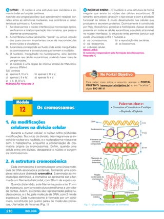 BIOLOGIA210
ᕥ(UFSC) – O núcleo é uma estrutura que coordena e co-
manda todas as funções celulares.
Assinale a(s) proposição(ões) que apresenta(m) relações cor-
retas entre as estruturas nucleares, sua ocorrência e carac-
terísticas químicas ou funcionais.
I. Ao observarmos o núcleo interfásico ao microscópio óptico,
verificamos a total compactação da cromatina, que passa a
chamar-se cromossomo.
II. A membrana nuclear apresenta “poros” ou annuli, através
dos quais ocorrem importantes trocas de macromoléculas
entre núcleo e citoplasma.
III. A carioteca corresponde ao fluido onde estão mergulhados
os cromossomos e as estruturas que formam o nucléolo.
IV. O nucléolo, mergulhado no nucleoplasma, está sempre
presente nas células eucarióticas, podendo haver mais de
um por núcleo.
V. O nucléolo é uma região de intensa síntese de RNA-ribos-
sômico (RNA-r).
São corretas
a) apenas II, IV e V. b) apenas I, III e V.
c) apenas I, II e IV. d) apenas IV e V.
e) I, II, III, IV e V.
ᕦ(MODELO ENEM) – O nucléolo é uma estrutura de forma
irregular que existe no núcleo das células eucarióticas. O
tamanho do nucléolo varia com o tipo celular e com a atividade
funcional da célula. É muito desenvolvido nas células que
produzem e secretam proteínas. Quimicamente é constituído
por RNA- ribossômico, proteínas e fosfolípides. Apesar de estar
presente em todas as células eucarióticas, o nucléolo só é visível
no núcleo interfásico. A leitura do texto permite concluir que
existe uma relação entre o nucléolo e
a) os cromossomos. b) a reprodução das bactérias.
c) os ribossomos. d) os lisossomos.
e) a divisão celular.
RESOLUÇÃO:
O nucléolo é responsável pela formação dos ribossomos.
Resposta: C
RESOLUÇÃO: Resposta: A
12 Os cromossomos • Cromatina • Cromátides • Cariótipo
• Haploide • Diploide
1. As modificações
celulares na divisão celular
Durante a divisão celular, o núcleo sofre profundas
modificações. No início da divisão, desintegram-se o en-
voltório nuclear e o nucléolo, e o nucleoplasma mistura-se
com o hialoplasma, enquanto a condensação da cro-
matina origina os cromossomos. Enfim, quando uma
célula entra em divisão, desaparece o núcleo e surgem
os cromossomos.
2. A estrutura cromossômica
Cada cromossomo é constituído por uma única molé-
cula de DNA associada a proteínas, formando uma com-
plexa estrutura chamada cromatina. Examinada ao mi-
croscópio eletrônico, a cromatina se apresenta sob a for-
ma de um filamento helicoidal, com 30 nm de espessura.
Quando distendido, este filamento passa a ter 11 nm
de espessura, com uma estrutura semelhante a um colar
de contas. Assim, as contas são representadas pelos nu-
cleossomos, e o fio, pela molécula de DNA, com 2 nm de
espessura. Cada nucleossomo é formado por um octâ-
mero, constituído por quatro pares de moléculas protei-
cas, chamadas de histonas (Fig. 1). Fig. 1 – Organização molecular da cromatina.
Para saber mais sobre o assunto, acesse o PORTAL
OBJETIVO (www.portal.objetivo.br) e, em “localizar”,
digite BIO1M111
No Portal Objetivo
C1_1A_Biologia_2013_Keli 10/09/12 12:28 Page 210
 