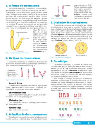 BIOLOGIA 211
3. A forma do cromossomo
Em um cromossomo condensado há uma região
estrangulada que o divide em duas partes, os braços.
Chamada de constrição primária ou centrômero, serve
para a fixação do cromossomo nas fibras do fuso durante
a mitose. Além da constrição primária, certos cromos-
somos possuem estreitamentos que aparecem sempre
no mesmo lugar, são as constrições secundárias, utilizadas
no reconhecimento e caracterização dos cromossomos
no cariótipo. O estudo do processo de reorganização
nucleolar mostrou que as constrições secundárias têm
uma região chamada zona sat ou organizadora do nu-
cléolo. Na extremi-
dade de um dos
braços, em certos
cromossomos, po-
de-se ver uma pe-
quena esfera presa
por fina trabécula;
trata-se do satélite.
As extremidades
dos cromossomos
são denominadas
telômeros (Fig. 2).
4. Os tipos de cromossomos
Conforme a localização do centrômero, distinguem-se
quatro tipos de cromossomos: acrocêntrico, submetacên-
trico, metacêntrico e telocêntrico (Fig. 3).
Fig. 3 – Tipos de cromossomos.
Acrocêntrico
Quando o centrômero é subterminal, ou seja, situa-se
quase na extremidade do cromossomo, dividindo-o em
dois braços, um grande e outro muito pequeno.
Submetacêntrico
Quando o centrômero é submediano, dividindo o cro-
mossomo em dois braços desiguais.
Metacêntrico
Com centrômero mediano, dividindo o cromossomo
em dois braços iguais.
Telocêntrico
Com centrômero terminal.
5. A duplicação dos cromossomos
A duplicação cromossômica, que é feita longitudinal-
mente, acontece no período S da interfase, determinada
pela replicação do DNA.
Após a duplicação, cada
cromossomo apresenta-
se dividido em duas me-
tades denominadas cro-
mátides, unidas pelo
centrômero que perma-
nece indiviso (Fig. 4).
6. O número de cromossomos
O número de cromossomos é constante nas células
de indivíduos de uma mesma espécie. Verifica-se que
cada célula apresenta dois exemplares idênticos de cada
cromossomo conhecidos como cromossomos homó-
logos. Cada núcleo possui um número cromossômico
chamado diploide e és representado por 2n pelo fato de
ser constituído por dois conjuntos cromossômicos. Nos
gametas, há apenas um conjunto cromossômico cha-
mado haploide e designado por n (Fig. 5).
Fig. 5 – Células diploide e haploide.
7. O cariótipo
Geralmente, o número, o tamanho e a forma dos
cromossomos de uma determinada espécie não variam.
A esse conjunto de características ou constantes cromos-
sômicas dá-se o nome de cariótipo. O exame do carió-
tipo, também chamado de cariotipagem, é feito durante
a metáfase, quando os cromossomos são mais visíveis,
por estarem condensados ao máximo.
Para análise do cariótipo, fotografa-se a célula em
metáfase, recortando-se os cromossomos que são ar-
rumados em ordem de tamanho decrescente. A carioti-
pagem humana, por exemplo, é realizada com células
cultivadas em laboratório e obtidas por biópsia de medu-
la óssea, pele, testículos e sangue. O cariótipo humano
aparece na Fig. 6.
Fig. 6 – Cariótipo humano.
Fig. 2 – A organização do cromossomo.
Fig. 4 – Cromátides.
C1_1A_Biologia_2013_Keli 10/09/12 12:28 Page 211
 