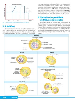 BIOLOGIA216
Fig. 2 – A variação da quantidade de DNA no ciclo celular.
5. A telófase
Os cromossomos chegam aos polos da célula e so-
frem a descondensação. A partir do retículo endoplasmá-
tico, são reconstituídos os envoltórios nucleares. Os
nucléolos reaparecem, formados a partir dos cromosso-
mos organizadores nucleolares. Assim, termina a carioci-
nese, produzindo dois novos núcleos com o mesmo nú-
mero cromossômico da célula-mãe. A seguir, acontece a
divisão do citoplasma ou citocinese. O citoplasma é divi-
dido em dois por ação de um anel contrátil de actina e
miosina que aparece na região equatorial e obriga a célula
a formar duas filhas, cada uma com um núcleo (Fig. 2).
6. Variação da quantidade
de DNA no ciclo celular
Durante o período G1 da interfase, a quantidade de
DNA corresponde ao estoque diploide de cromossomos.
Durante a fase S, essa quantidade dobra e assim perma-
nece em G2, na prófase e metáfase. Por ocasião da anáfa-
se, a partição dos cromossomos leva a quantidade de DNA
nas células-filhas ao valor do estado diploide. O gráfico
abaixo mostra a variação da quantidade de DNA no ciclo
celular.
C1_1A_Biologia_2013_Keli 10/09/12 12:28 Page 216
 