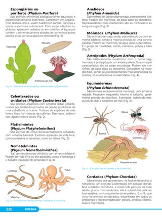 BIOLOGIA228
Espongiários ou
poríferos (Phylum Porifera)
São animais primitivos exclusivamente aquáticos e
predominantemente marinhos. Consistem em organis-
mos sésseis, isto é, vivem fixados em rochas, conchas e
outras superfícies submersas. Com corpo cilíndrico ou
globoso, aparecem isolados ou em colônias. A água que
contém o alimento penetra através de numerosos poros
laterais e sai por uma abertura terminal (Fig. 2).
Celenterados ou
cnidários (Phylum Coelenterata)
São animais aquáticos com simetria radial, caracte-
rizados por tentáculos providos de células produtoras de
uma substância urticante. Trata-se de espécies de vida
livre e fixas, formadoras de colônias. Exemplos: anêmo-
nas, águas-vivas e corais (Fig. 2).
Platielmintes
(Phylum Platyhelminthes)
São vermes de corpo dorsoventralmente achatado,
com simetria bilateral. Existem espécies de vida livre,
como a planária, e parasitas, como as tênias (Fig. 2).
Nematelmintes
(Phylum Nemathelminthes)
São vermes de corpo cilíndrico, com simetria bilateral.
Podem ter vida livre ou ser parasitas, como a lombriga e
o necator, causador do amarelão (Fig. 3).
Anelídeos
(Phylum Annelida)
São vermes de corpo segmentado, com simetria bila-
teral. Podem ser marinhos, de água doce ou terrestres.
Representantes mais conhecidos são as minhocas e as
sanguessugas (Fig. 3).
Moluscos (Phylum Mollusca)
São animais de corpo mole, assimétricos ou com si-
metria bilateral, sendo a maioria provida de uma concha
calcária. Podem ser marinhos, de água doce ou terrestres.
É o grupo de mexilhões, ostras, mariscos, polvos e lulas
(Fig. 3).
Artrópodes (Phylum Arthropoda)
São bilateralmente simétricos, com o corpo seg-
mentado e protegido por um exoesqueleto. Sua principal
característica são as patas articuladas. Podem ser ma-
rinhos, de água doce ou terrestres. Consistem no maior
dos filos, sendo seus representantes mais conhecidos os
insetos, os crustáceos e os aracnídeos (Fig. 4).
Equinodermas
(Phylum Echinodermata)
São animais exclusivamente marinhos, com simetria
radiada. Possuem esqueleto interno e calcário, geral-
mente provido de espinhos. Exemplos: estrela-do-mar,
ouriço-do-mar e serpente-do-mar (Fig. 4).
Cordados (Phylum Chordata)
São animais que apresentam, na fase embrionária, a
notocorda, um eixo de sustentação em posição dorsal.
Nos cordados primitivos, a notocorda persiste na fase
adulta; já nos mais evoluídos, ela é substituída pela co-
luna vertebral, um componente do esqueleto. É o filo que
inclui os animais vertebrados, encontrados em todos os
ambientes e representados por: peixes, anfíbios, répteis,
aves e mamíferos.
Fig. 4 – Exemplos de artrópodes e equinodermas.
Fig. 3 – Exemplos de nematelmintes, anelídeos e moluscos.
Fig. 2 – Exemplos de espongiários, celenterados e platielmintes.
C1_1A_Biologia_2013_Keli 10/09/12 12:28 Page 228
 