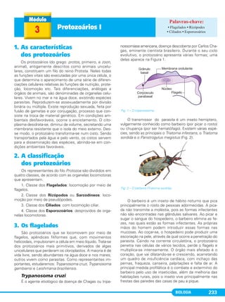 BIOLOGIA 233
1. As características
dos protozoários
Os protozoários (do grego: protos, primeiro, e zoon,
animal), antigamente descritos como animais unicelu-
lares, constituem um filo do reino Protista. Neles todas
as funções vitais são executadas por uma única célula, o
que determina o aparecimento de uma série de diferen-
ciações celulares relativas às funções de nutrição, prote-
ção, locomoção etc. Tais diferenciações, análogas a
órgãos de animais, são denominadas de organelas celu-
lares. Vivem no mar e na água doce, existindo espécies
parasitas. Reproduzem-se assexuadamente por divisão
binária ou múltipla. Existe reprodução sexuada, feita por
fusão de gametas e por conjugação, processo que con-
siste na troca de material genético. Em condições am-
bientais desfavoráveis, ocorre o encistamento. O cito-
plasma desidrata-se, diminui de volume, secretando uma
membrana resistente que o isola do meio externo. Des-
se modo, o protozoário transforma-se num cisto. Sendo
transportados pela água e pelo vento, os cistos servem
para a disseminação das espécies, abrindo-se em con-
dições ambientais favoráveis.
2. A classificação
dos protozoários
Os representantes do filo Protozoa são divididos em
quatro classes, de acordo com as organelas locomotoras
que apresentam.
1. Classe dos Flagelados: locomoção por meio de
flagelos.
2. Classe dos Rizópodos ou Sarcodíneos: loco-
moção por meio de pseudópodes.
3. Classe dos Ciliados: com locomoção ciliar.
4. Classe dos Esporozoários: desprovidos de orga-
nelas locomotoras.
3. Os flagelados
São protozoários que se locomovem por meio de
flagelos, apêndices filiformes que, com movimentos
helicoidais, impulsionam a célula em meio líquido. Trata-se
dos protozoários mais primitivos, derivados de algas
unicelulares que perderam os cloroplastos. A maioria é de
vida livre, sendo abundantes na água doce e nos mares;
outros vivem como parasitas. Como representantes im-
portantes, estudaremos: Trypanosoma cruzi, Trypanosoma
gambiensi e Leishmania braziliensis.
Trypanosoma cruzi
É o agente etiológico da doença de Chagas ou tripa-
nossomíase americana, doença descoberta por Carlos Cha-
gas, eminente cientista brasileiro. Durante o seu ciclo
evolutivo, o protozoário apresenta várias formas; uma
delas aparece na Figura 1.
O transmissor do parasita é um inseto hemíptero,
vulgarmente conhecido como barbeiro (por picar o rosto)
ou chupança (por ser hematófago). Existem várias espé-
cies, sendo as principais o Triatoma infestans, o Triatoma
sordida e o Panstrogylus megistus (Fig. 2).
O barbeiro é um inseto de hábito noturno que pica
principalmente o rosto de pessoas adormecidas. A pica-
da não transmite a moléstia, pois as formas infectantes
não são encontradas nas glândulas salivares. Ao picar e
sugar o sangue do hospedeiro, o barbeiro elimina as fe-
zes, nas quais estão as formas infectantes. As próprias
mãos do homem podem introduzir essas formas nas
mucosas. Ao coçar-se, o hospedeiro pode produzir uma
escoriação na pele, através da qual ocorre a penetração do
parasita. Caindo na corrente circulatória, o protozoário
penetra nas células de vários tecidos, perde o flagelo e
multiplica-se intensamente. O órgão mais afetado é o
coração, que vai dilatando-se e crescendo, acarretando
um quadro de insuficiência cardíaca, com inchaço das
pernas, fraqueza, canseira, palpitações e falta de ar. A
principal medida profilática é o combate e extermínio do
barbeiro pelo uso de inseticidas, além da melhoria das
habitações rurais, pois o inseto vive principalmente nas
frestas das paredes das casas de pau a pique.
Fig. 2 – O barbeiro (Triatoma sordida).
Fig. 1 – O tripanossoma.
3 Protozoários I • Flagelados • Rizópodes
• Ciliados • Esporozoários
C1_1A_Biologia_2013_Keli 10/09/12 12:28 Page 233
 
