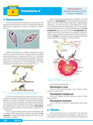 BIOLOGIA236
1. Esporozoários
Os esporozoários são protozoários parasitas que não
possuem estruturas locomotoras. As espécies do gênero
Plasmodium parasitam o homem, causando a malária
(Fig. 1).
Também conhecida por maleita, impaludismo, febre
palustre ou febre intermitente, trata-se de uma moléstia
que se caracteriza por acessos de febre com intervalos
de 24, 48 e 72 horas, dependendo da espécie. O agente
transmissor é a fêmea do mosquito do gênero Anopheles,
vulgarmente conhecido por “mosquito-prego” em razão
da posição inclinada que assume ao picar (Fig. 2).
O ciclo começa quando o mosquito pica o homem,
sugando o sangue e inoculando, com a sua saliva anticoa-
gulante, as formas infectantes chamadas de esporozoítos.
Caindo na corrente circulatória, os esporozoítos penetram
nas células do fígado (hepatócitos), onde se reproduzem
por esquizogonia, originando os chamados merozoítos.
Penetrando nas hemácias, essas formas novamente se
reproduzem.
Com a ruptura das hemácias, ocorre a libertação dos
merozoítos além do pigmento malárico chamado de he-
mozoína e responsável pelos ataques de febre que ca-
racterizam a malária.
Após sucessivas esquizogonias, aparecem no ciclo
evolutivo os gametócitos, formas sexuadas que perma-
necem no interior das hemácias até serem ingeridas pelos
mosquitos; se isto não ocorrer, elas degeneram e mor-
rem. Os gametócitos são absorvidos com os merozoítos;
enquanto estes morrem, os primeiros evoluem para ma-
crogametas (gametas femininos) e microgametas (ga-
metas masculinos). Ocorrendo a fecundação, forma-se o
zigoto que se encista na parede estomacal do inseto, ge-
rando o oocisto. A divisão do oocisto dá origem aos espo-
rozoítos que são inoculados no homem (Fig. 3).
As principais espécies são:
Plasmodium vivax
Causa a febre terçã benigna, cujos acessos febris
ocorrem a cada 3 dias.
Plasmodium falciparum
Com ciclo irregular de 36 a 48 horas, produz a febre
terçã maligna.
Plasmodium malariae
Com ciclo de 72 horas, é responsável pela febre
quartã.
2. Ciliados
São protozoários que se locomovem por meio de
cílios. Embora semelhantes aos flagelos, na estrutura, os
cílios diferem por serem curtos e numerosos. O batimento
Fig. 3 – Ciclo biológico do
Plasmodium sp, agente etiológico da malária.
Fig. 1 – O Plasmodium.
Fig. 2 – A – Larva e forma adulta do mosquito-prego (Anopheles).
B – Larva e forma adulta do mosquito comum (Culex).
4 Protozoários II • Merozoítos • Gametócitos • Oocisto
• Citóstoma • Conjugação
C1_1A_Biologia_2013_Keli 10/09/12 12:28 Page 236
 