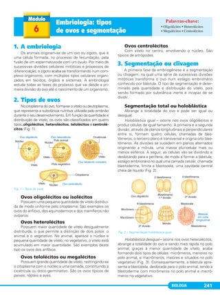 BIOLOGIA 241
1. A embriologia
Os animais originam-se de um ovo ou zigoto, que é
uma célula formada, no processo de fecundação, pela
fusão de um espermatozoide com um óvulo. Por meio de
sucessivas divisões celulares mitóticas e processos de
diferenciação, o zigoto acaba se transformando num com-
plexo organismo, com múltiplos tipos celulares organi-
zados em tecidos, órgãos e sistemas. A embriologia
estuda todas as fases do processo que vai desde a pri-
meira divisão do ovo até o nascimento de um organismo.
2. Tipos de ovos
No citoplasma do ovo, forma-se o vitelo ou deutoplasma,
que representa a substância nutritiva utilizada pelo embrião
durante o seu desenvolvimento. Em função da quantidade e
distribuição de vitelo, os ovos são classificados em quatro
tipos: oligolécitos, heterolécitos, telolécitos e centrolé-
citos (Fig. 1).
Fig. 1 – Tipos de ovos.
Ovos oligolécitos ou isolécitos
Possuem uma pequena quantidade de vitelo distribuí-
da de modo uniforme pelo citoplasma. São exemplos os
ovos do anfioxo, dos equinodermos e dos mamíferos não
ovíparos.
Ovos heterolécitos
Possuem maior quantidade de vitelo desigualmente
distribuída, o que permite a distinção de dois polos: o
animal e o vegetativo. No animal, aparece o núcleo e
pequena quantidade de vitelo; no vegetativo, o vitelo está
acumulado em maior quantidade. São exemplos deste
tipo os ovos dos anfíbios.
Ovos telolécitos ou megalécitos
Possuem grande quantidade de vitelo, restringindo-se
o citoplasma com o núcleo a uma camada, constituindo a
cicatrícula ou disco germinativo. São os ovos típicos de
peixes, répteis e aves.
Ovos centrolécitos
Com vitelo no centro, envolvendo o núcleo. São
típicos de artrópodes.
3. Segmentação ou clivagem
A primeira fase da embriogênese é a segmentação
ou clivagem, na qual uma série de sucessivas divisões
mitóticas transforma o ovo num estágio embrionário
conhecido por blástula. O tipo de segmentação é deter-
minado pela quantidade e distribuição do vitelo, pois
sendo formado por substância inerte é incapaz de se
dividir.
Segmentação total ou holoblástica
Abrange a totalidade do ovo e pode ser igual ou
desigual.
Holoblástica igual – ocorre nos ovos oligolécitos e
produz células de igual tamanho. A primeira e a segunda
divisão, através de planos longitudinais e perpendiculares
entre si, formam quatro células, chamadas de blas-
tômeros; o terceiro plano é transversal e origina oito blas-
tômeros. As divisões se sucedem em planos alternados
originando a mórula, uma massa pluricelular mais ou
menos esférica. A seguir, as células vão se dividindo e
deslocando para a periferia, de modo a formar a blástula,
estágio embrionário no qual uma camada celular, chamada
blastoderme, limita a blastocela, uma cavidade central
cheia de líquido (Fig. 2).
Holoblástica desigual – ocorre nos ovos heterolécitos,
abrange a totalidade do ovo e sendo mais rápida no polo
animal, graças à menor quantidade de vitelo, acaba
formando dois tipos de células: micrômeros, menores no
polo animal, e macrômeros, maiores e situados no polo
vegetativo (Fig. 3). Consequentemente, a blástula apre-
senta a blastocela, deslocada para o polo animal, tendo a
blastoderme com micrômeros no polo animal e macrô-
meros no vegetativo.
Fig. 2 – Segmentação holoblástica igual.
6
Embriologia: tipos
de ovos e segmentação
• Oligolécitos • Heterolécitos
• Megalécitos • Centrolécitos
C1_1A_Biologia_2013_Keli 10/09/12 12:28 Page 241
 