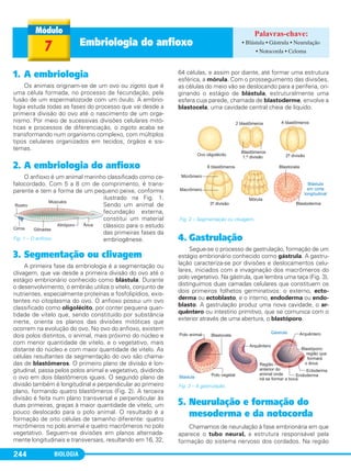 BIOLOGIA244
1. A embriologia
Os animais originam-se de um ovo ou zigoto que é
uma célula formada, no processo de fecundação, pela
fusão de um espermatozoide com um óvulo. A embrio-
logia estuda todas as fases do processo que vai desde a
primeira divisão do ovo até o nascimento de um orga-
nismo. Por meio de sucessivas divisões celulares mitó-
ticas e processos de diferenciação, o zigoto acaba se
transformando num organismo complexo, com múltiplos
tipos celulares organizados em tecidos, órgãos e sis-
temas.
2. A embriologia do anfioxo
O anfioxo é um animal marinho classificado como ce-
falocordado. Com 5 a 8 cm de comprimento, é trans-
parente e tem a forma de um pequeno peixe, conforme
ilustrado na Fig. 1.
Sendo um animal de
fecundação externa,
constitui um material
clássico para o estudo
das primeiras fases da
embriogênese.
3. Segmentação ou clivagem
A primeira fase da embriologia é a segmentação ou
clivagem, que vai desde a primeira divisão do ovo até o
estágio embrionário conhecido como blástula. Durante
o desenvolvimento, o embrião utiliza o vitelo, conjunto de
nutrientes, especialmente proteínas e fosfolipídios, exis-
tentes no citoplasma do ovo. O anfioxo possui um ovo
classificado como oligolécito, por conter pequena quan-
tidade de vitelo que, sendo constituído por substância
inerte, orienta os planos das divisões mitóticas que
ocorrem na evolução do ovo. No ovo do anfioxo, existem
dois polos distintos, o animal, mais próximo do núcleo e
com menor quantidade de vitelo, e o vegetativo, mais
distante do núcleo e com maior quantidade de vitelo. As
células resultantes da segmentação do ovo são chama-
das de blastômeros. O primeiro plano de divisão é lon-
gitudinal, passa pelos polos animal e vegetativo, dividindo
o ovo em dois blastômeros iguais. O segundo plano de
divisão também é longitudinal e perpendicular ao primeiro
plano, formando quatro blastômeros (Fig. 2). A terceira
divisão é feita num plano transversal e perpendicular às
duas primeiras, graças à maior quantidade de vitelo, um
pouco deslocado para o polo animal. O resultado é a
formação de oito células de tamanho diferente: quatro
micrômeros no polo animal e quatro macrômeros no polo
vegetativo. Seguem-se divisões em planos alternada-
mente longitudinais e transversais, resultando em 16, 32,
64 células, e assim por diante, até formar uma estrutura
esférica, a mórula. Com o prosseguimento das divisões,
as células do meio vão se deslocando para a periferia, ori-
ginando o estágio de blástula, estruturalmente uma
esfera cuja parede, chamada de blastoderme, envolve a
blastocela, uma cavidade central cheia de líquido.
4. Gastrulação
Segue-se o processo de gastrulação, formação de um
estágio embrionário conhecido como gástrula. A gastru-
lação caracteriza-se por divisões e deslocamentos celu-
lares, iniciados com a invaginação dos macrômeros do
polo vegetativo. Na gástrula, que lembra uma taça (Fig. 3),
distinguimos duas camadas celulares que constituem os
dois primeiros folhetos germinativos: o externo, ecto-
derma ou ectoblasto, e o interno, endoderma ou endo-
blasto. A gastrulação produz uma nova cavidade, o ar-
quêntero ou intestino primitivo, que se comunica com o
exterior através de uma abertura, o blastóporo.
5. Neurulação e formação do
mesoderma e da notocorda
Chamamos de neurulação à fase embrionária em que
aparece o tubo neural, a estrutura responsável pela
formação do sistema nervoso dos cordados. Na região
Fig. 2 – Segmentação ou clivagem.
Fig. 3 – A gastrulação.
Fig. 1 – O anfioxo.
7 Embriologia do anfioxo • Blástula • Gástrula • Neurulação
• Notocorda • Celoma
C1_1A_Biologia_2013_Keli 10/09/12 12:28 Page 244
 