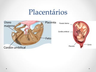 Placentários
 