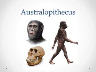 Australopithecus
 