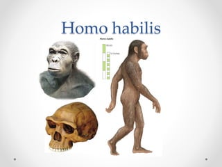 Homo habilis
 