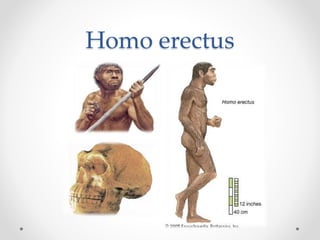 Homo erectus
 
