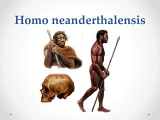 Homo neanderthalensis
 