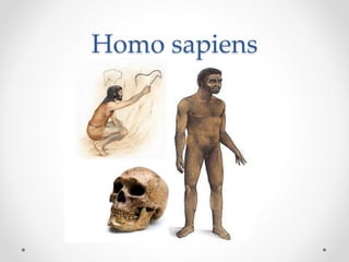 Homo sapiens
 