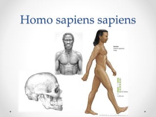 Homo sapiens sapiens
 