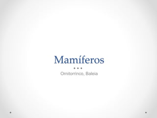 Mamíferos
Ornitorrinco, Baleia
 