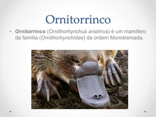 Ornitorrinco
• Ornitorrinco (Ornithorhynchus anatinus) é um mamífero
da família (Ornithorhynchidae) da ordem Monotremada.
 